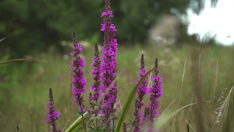 omo uma cidade pode ser amiga dos polinizadores