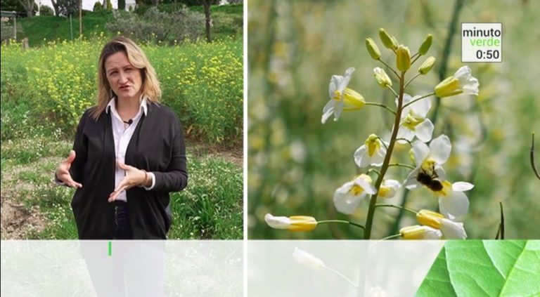 Minuto Verde - Promover e proteger os polinizadores, no nosso quintal, horta ou jardim