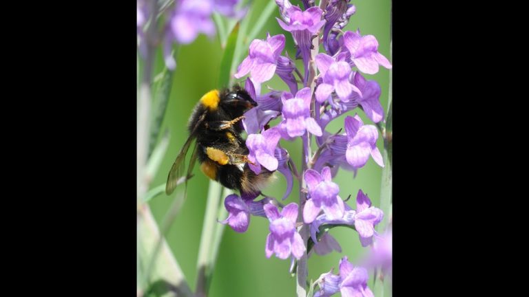 Um jardim para os abelhões