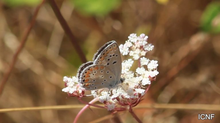 Acerca dos Polinizadores