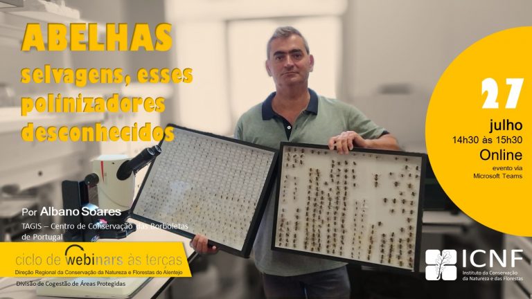 Abelhas selvagens - Esses polinizadores desconhecidos