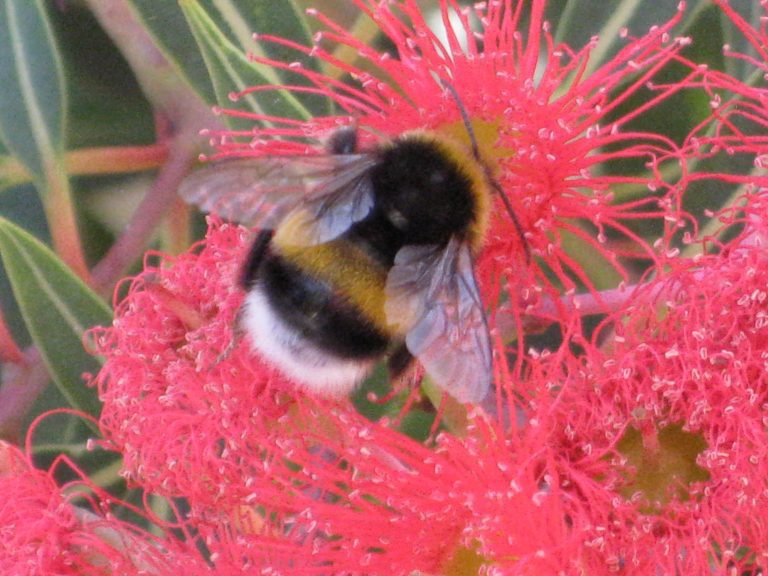 População de abelhões