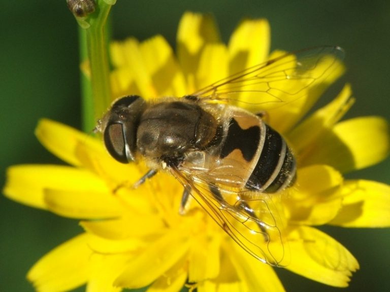E voltando aos sirfídeos - Abelhas
