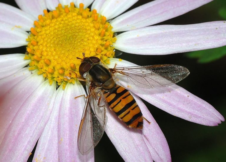 Moscas das flores