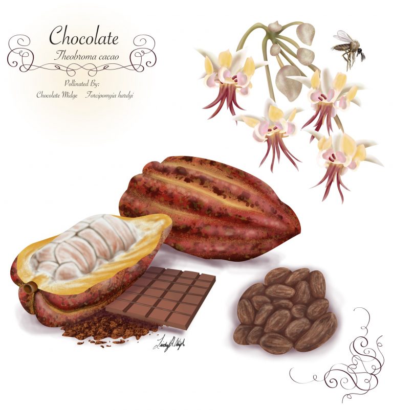 Gosta de chocolate? E de mosquitos?